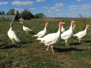 Buy Local This Holiday Season, Starting With Your Thanksgiving Turkey