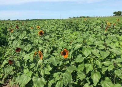 Healthy Soil Field Day at Wea Creek Orchard, July 27, 2021