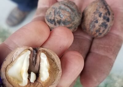 Nut Markets for Indiana Food Businesses