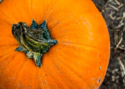 Fall’s GOURD-geous Fruit!