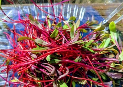 Microgreens