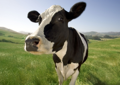 Why do cows chew their cud?