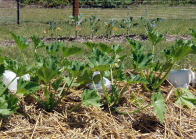 Straw Bale Gardening Simplified